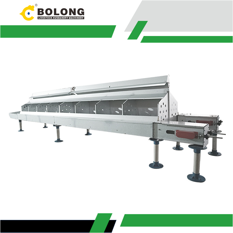 Why Bolong’s Egg Collectors Are the Future of Poultry Farming   